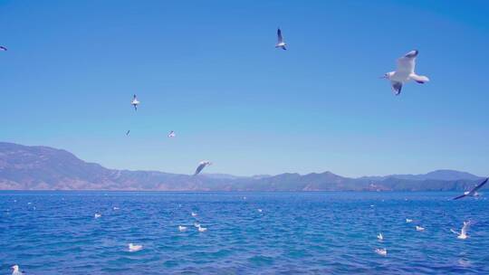 云南丽江泸沽湖海鸥实拍视频