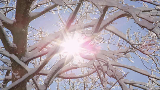 冬日暖阳风雪飘飘