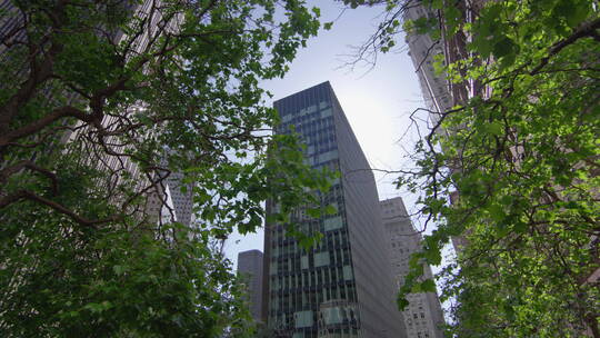 摩天大楼和树木