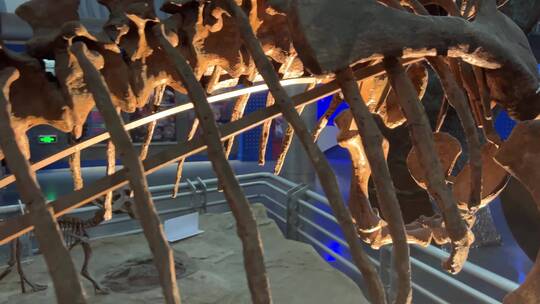 【镜头合集】科普白垩纪侏罗纪恐龙化石