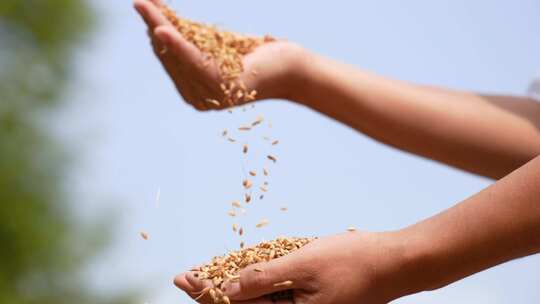 水稻丰收 稻子 金色水稻