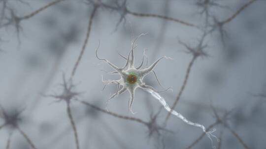 神经胞体树突神经纤维神经元三维动画