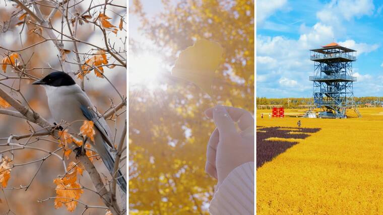 秋分 立秋 秋天风景