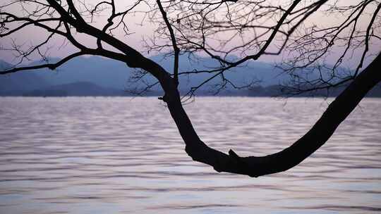 夕阳下西湖边曲折的树枝