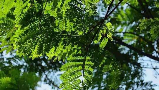 阳光树叶自然生态树林治愈风景