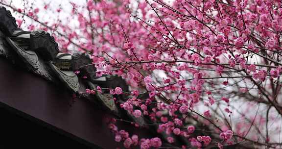 古风屋檐春天梅花盛开