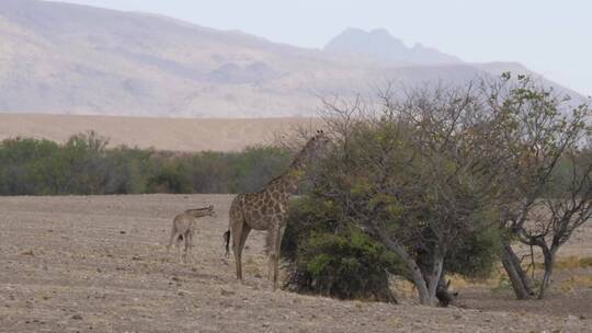 长颈鹿吃稀树大草原上的一棵树上的食物