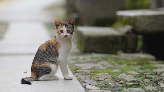 徽州古村落里的小猫