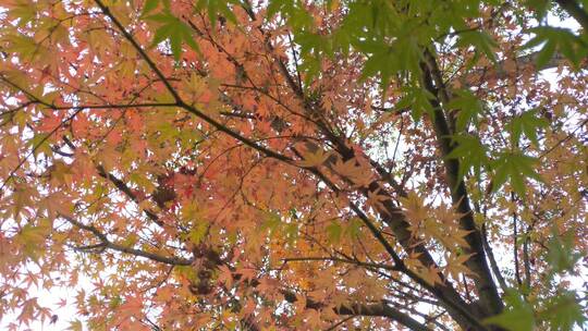 秋天里的红色枫叶大自然