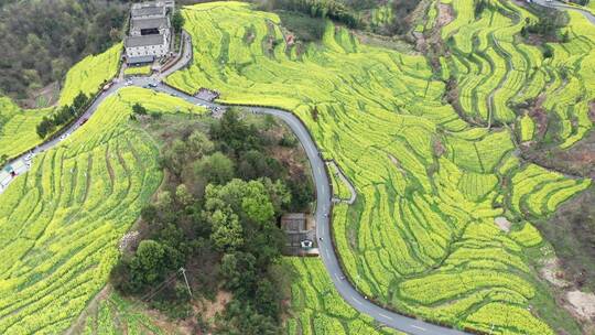 航拍 浙江浦江民生村油菜花海梯田风光