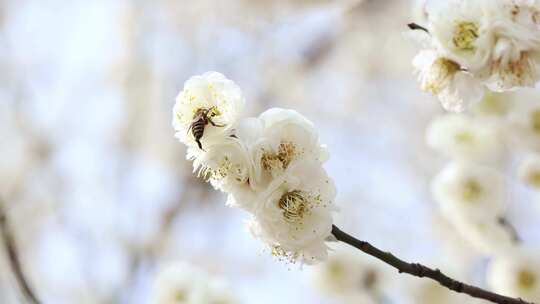 唯美春天开花桃花白色梅花白梅蜜蜂