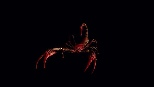 血腥金蝎-战斗环-I-顶侧角视图CU-A视频素材模板下载