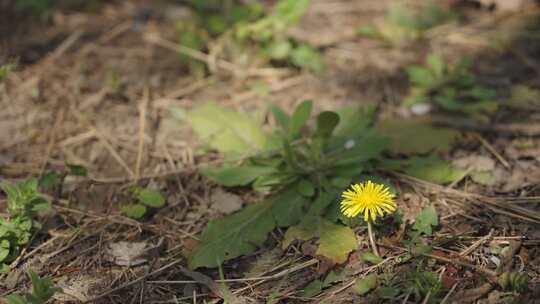 森林的小黄花花朵野花环境空镜