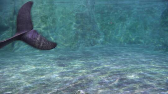 水下游动的江豚