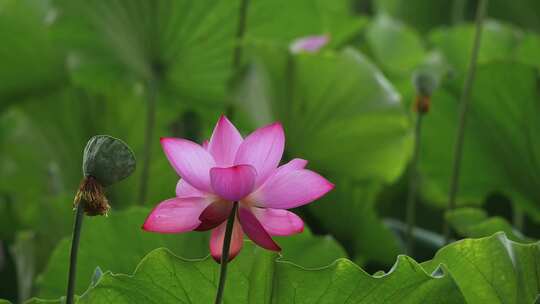 夏季公园荷花盛开唯美花瓣