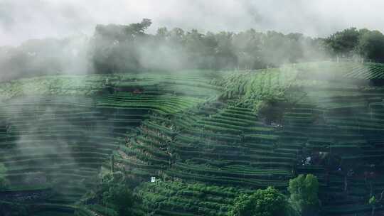 云雾缭绕的茶山茶园3