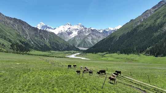 新疆伊犁夏塔古道天山草原雪山冰川融水牲畜