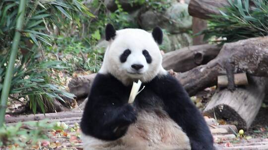 大熊猫进食吃竹笋吃东西视频素材模板下载