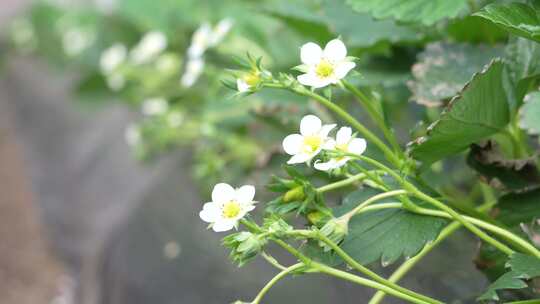 草莓园 农田 农业作物 水果 绿色植物 温室