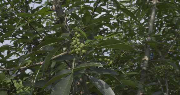 花椒种植 花椒采摘