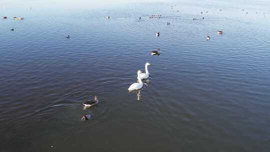 青海青海湖湖面天鹅航拍视频