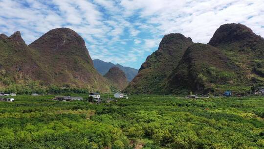 航拍桂林阳朔柑橘种植成片橘园