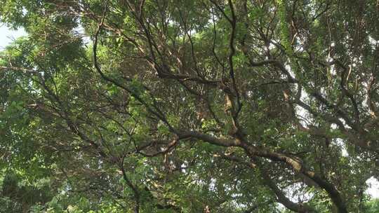 茂密树林枝叶繁茂景象