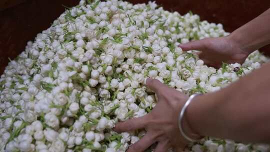 升格慢动作微距特写茉莉花与茉莉花茶制作