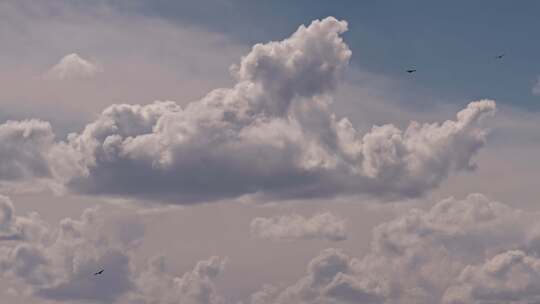 高原藏区空中飞行翱翔的老鹰秃鹫