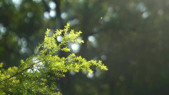 广州天河华南植物园树木阳光树叶合集