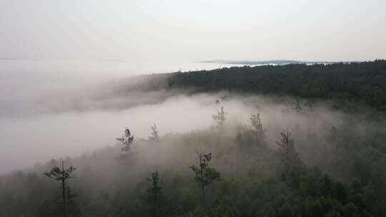 航拍视频 森林流云
