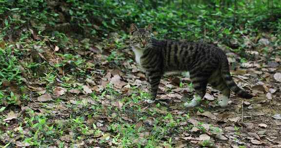 公园里一只警惕的猫