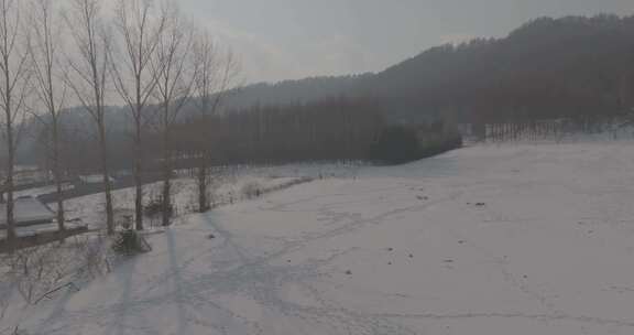 户外雪地树木林立的冬季景象