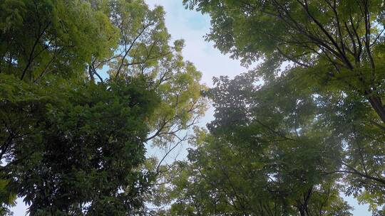 生态环境视频茂盛树叶遮挡的天空