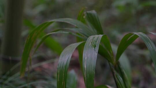 4K雨滴落在雨林绿色植物叶片上