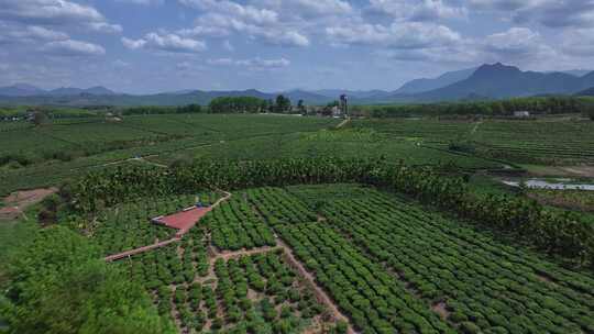 海南白沙茶园俯拍视频素材模板下载