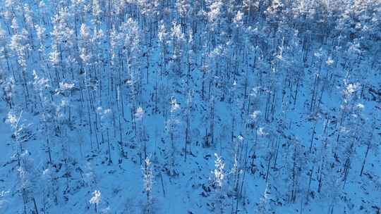 鸟瞰阳光雪林