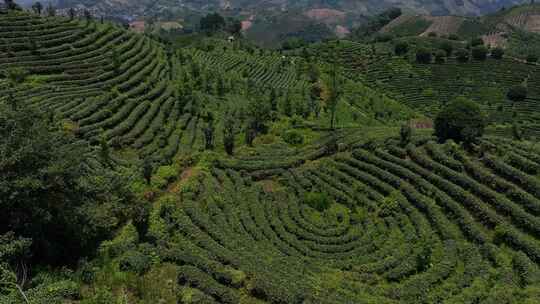 茶园 采茶 茶山 龙井茶园