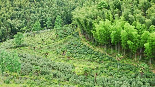 野茶茶山茶园航拍左环绕视频素材模板下载