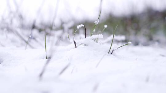 落雪，篱笆，树