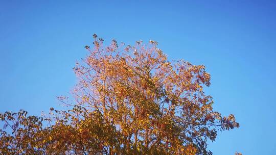 实拍秋天风景树枝树叶植物视频素材模板下载