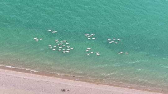 青海湖天鹅