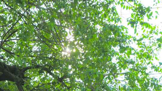 夏日阳光 逆光树叶漏光 光晕 光斑