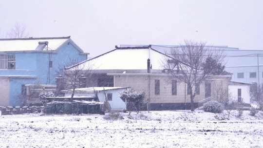 下雪雪景田野树木树林树枝雪花飘落