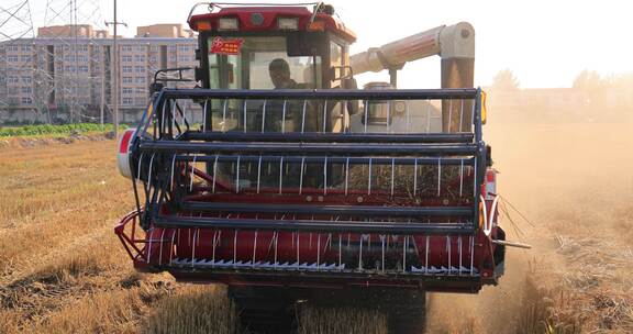 实拍机械化收割麦子