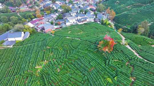 唯美杭州西湖龙井茶文化景区航拍茶园地茶叶