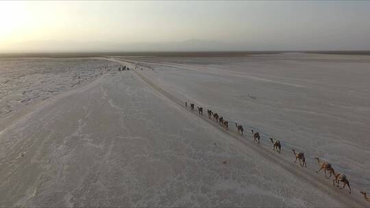 骆驼队伍穿越沙漠视频素材模板下载