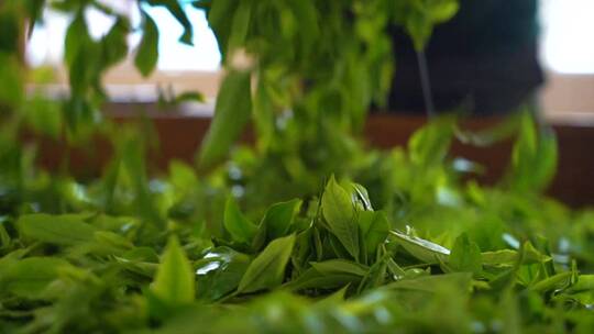 升格茶农晾晒新鲜采摘的茶叶