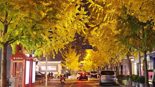 银杏树 唯美 夜景 街道 都市生活