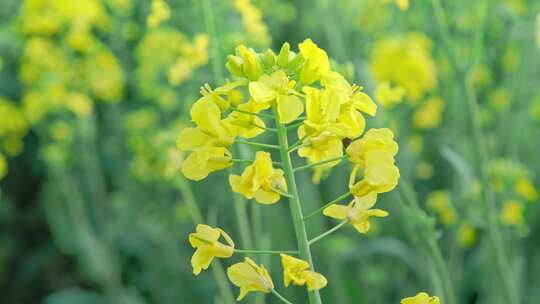 油菜花唯美意境春暖花开